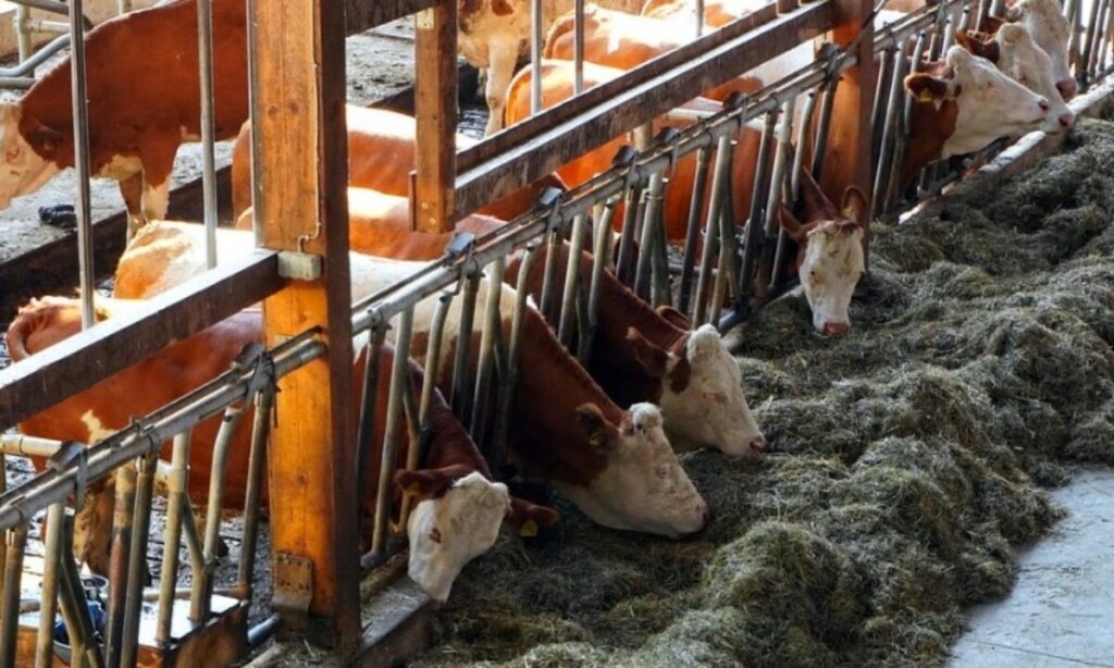 animal feed ingredients for livestock nutrition