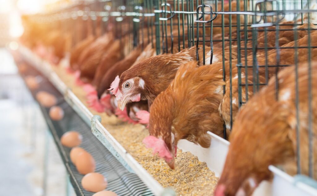 poultry feed additives and nutrition raw materials